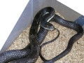 ブラックラットスネーク！爬虫類・ヘビの基本的な知識と飼育方法
