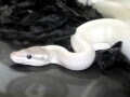 ボールパイソン"スーパーモハベ"の飼育方法……真っ白で美しい！