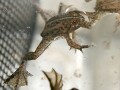 アジアウキガエルの飼育方法とは？ 照明や床材など基本的な世話