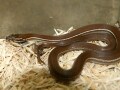 ストライプハウススネークの基本情報と飼育方法……光沢が美しい！