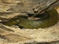 インランドタイパンの基本情報と飼育方法…毒が強く、危険な毒ヘビ！