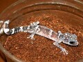 マソベササクレヤモリは飼育が難しい!?基本情報と飼育方法を解説！