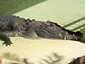 イリエワニ