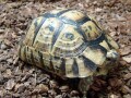 キレーネリクガメとは？別名キレナイカギリシャリクガメの飼育方法！