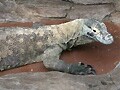 コモドドラゴン