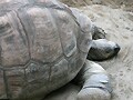 ガラパゴスゾウガメ