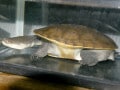 ジーベンロックナガクビガメ！爬虫類・亀の基本的な知識と飼育方法