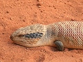 ホソオビアオジタトカゲ
