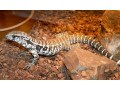 ミナミテグーの基本情報と飼育方法…ブルーテグー等について