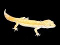ヒョウモントカゲモドキ"アプター"の基本情報と飼育方法