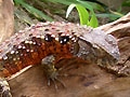 チュウゴクワニトカゲ