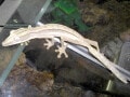 スジヘラオヤモリはマダガスカル代表の珍奇な生物⁉飼育方法を紹介！