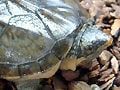 サルヴィンオオニオイガメ