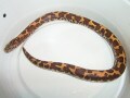 ケニアサンドボア！爬虫類・ヘビの基本的な知識と飼育方法