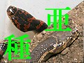 「亜種」に．．．こだわる？