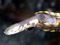 オオアタマヘビクビガメ