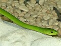 トウブグリーンマンバ