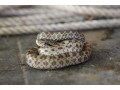 バロンコダマヘビの基本情報・飼育方法