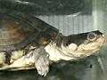 キバラハコヨコクビガメ