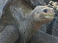 ロンサム・ジョージ