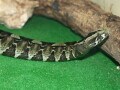 ライノセラスアダーとは？ 毒を持ったアフリカのクサリヘビ