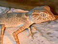 クモヤモリは非常に細長い四肢が特徴！ 基本情報と飼育方法