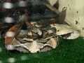 ガボンアダーはクサリヘビ科の毒ヘビ！ 基本情報と飼育方法