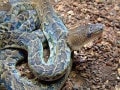 キューバボア／爬虫類・ヘビの基本的な知識と飼育情報