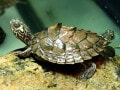 アラバマチズガメの基本情報と飼育方法は？ メスが巨大化⁉