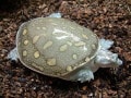 キタインドハコスッポンの飼育方法は？ 可愛らしさが人気！