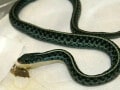 アオスジガータースネークの基本情報と飼育方法……青色が美しいヘビ！