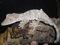 スベヒタイヘラオヤモリの飼育方法…樹皮等に擬態する、有名な一種！