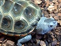 キタダイヤモンドガメの基本情報と飼育方法……温度や照明は？