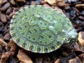 リオグランデクーターは大型の飼育容器が必要！ 基本情報と飼育方法を解説