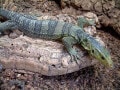 グレイモニターは、果実を食べるオオトカゲ！ 基本情報と飼育方法
