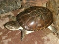 ヒメハコヨコクビガメの基本情報と飼育方法……最小の曲頚類！