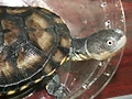 ブチハラヘビクビガメ