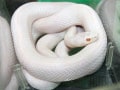 ブリザード・コーンスネーク！爬虫類・ヘビの基本的な知識と飼育方法