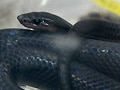 クロニセボア