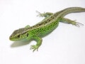 ニワカナヘビは緑色で美しい小型カナヘビ！ 基本情報と飼育方法