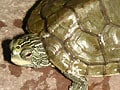 ヒラチズガメはやや平たい甲が特徴！ 基本情報と飼育方法