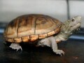 フロリダドロガメは頭部の斑紋が美しい！ 基本情報と飼育方法