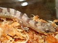 ネロサラマンダーゲッコー