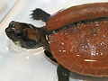モリハコヨコクビガメ