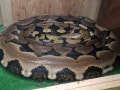 アミメニシキヘビの飼い方とは？ 基本情報と飼育方法