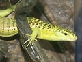 キノボリオビトカゲ