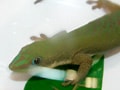 ザンジバルヒルヤモリ