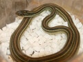 リボンスネークからトウブリボンヘビを紹介！ 基本情報や飼育方法