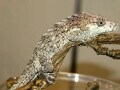 オオカメレオンモドキの基本情報と飼育方法……飼育は難しい!?