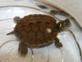 ウォシタチズガメの基本情報と飼育方法……丈夫で飼育しやすい？